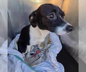 Chihuahua-Unknown Mix Dogs for adoption in San Antonio, TX, USA