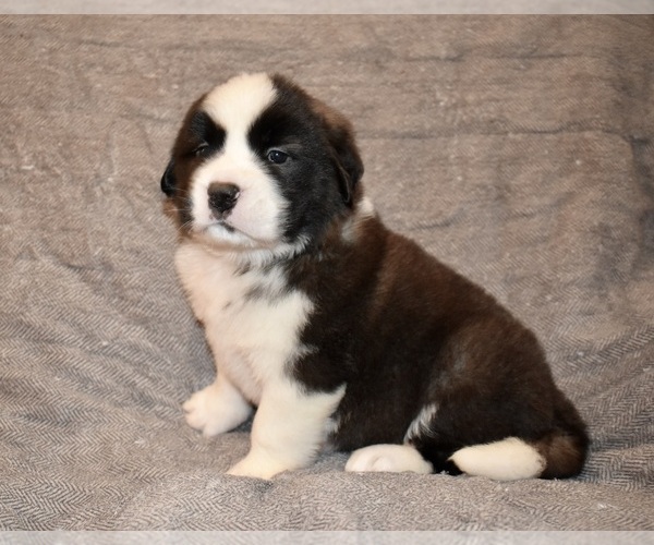 Medium Photo #30 Saint Bernard Puppy For Sale in CAMBRIDGE, NE, USA