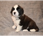 Small #29 Saint Bernard