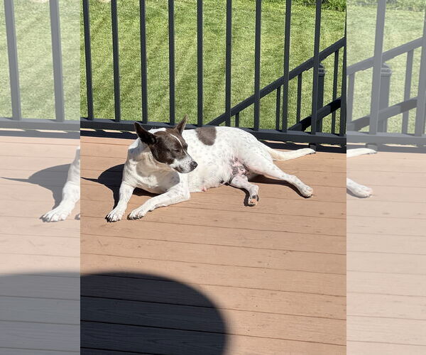 Medium Photo #3 Mutt Puppy For Sale in Duluth, MN, USA