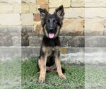 Small #1 German Shepherd Dog Mix