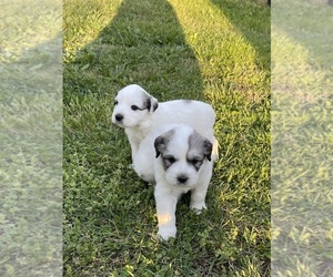 Great Pyrenees Puppy for sale in EFLAND, NC, USA