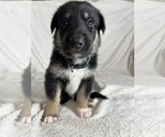 Puppy 8 Collie-German Shepherd Dog Mix