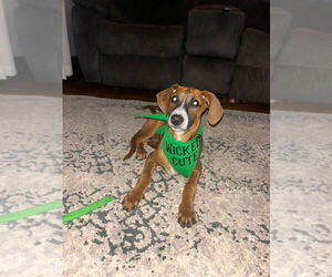 Doberman Pinscher-Unknown Mix Dogs for adoption in New London, WI, USA