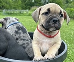 Puppy Ronda ukc American Bully