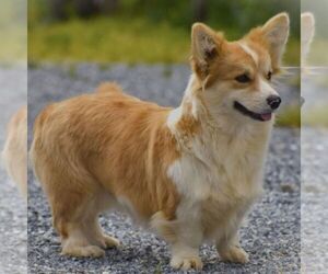 Mother of the Pembroke Welsh Corgi puppies born on 11/26/2023