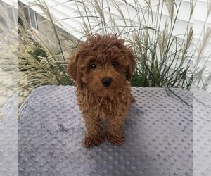 Poodle (Toy) Puppy for sale in ARTHUR, IL, USA