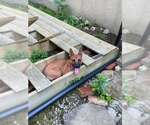 Small Photo #2 Mutt Puppy For Sale in pomfret, CT, USA
