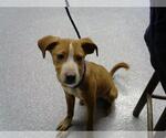 Small American Pit Bull Terrier Mix