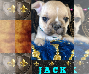 French Bulldog Puppy for sale in HEATHROW, FL, USA