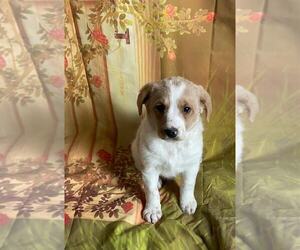 Aussie-Poo-Aussiedoodle Mix Puppy for sale in MOUNT CLEMENS, MI, USA