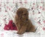 Small Photo #2 Goldendoodle-Poodle (Miniature) Mix Puppy For Sale in LAKELAND, FL, USA