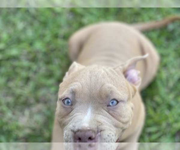 Medium Photo #6 American Bully Puppy For Sale in RAEFORD, NC, USA