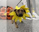 DEACON - Male Black Mouth Cur-Unknown Mix Dog for Adoption - Small photo