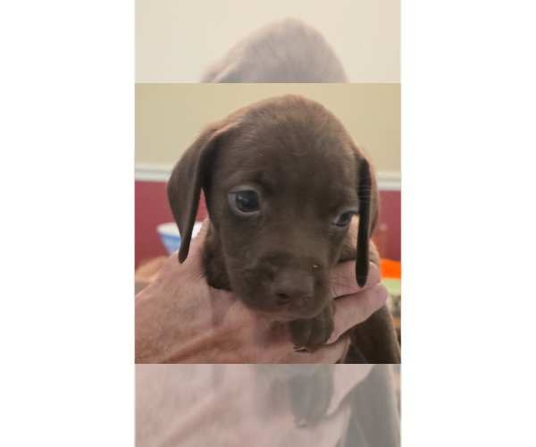 Medium Photo #7 Doxle Puppy For Sale in Aurora, IN, USA