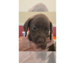 Small #6 Doxle