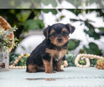 Small Photo #13 Shorkie Tzu Puppy For Sale in KIRKWOOD, PA, USA