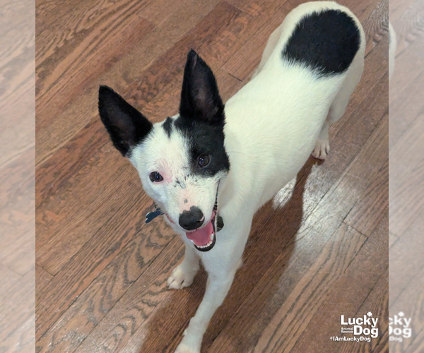 Medium Photo #3 Jack Russell Terrier-Unknown Mix Puppy For Sale in Washington, DC, USA