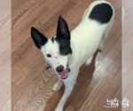 Small Photo #3 Jack Russell Terrier-Unknown Mix Puppy For Sale in Washington, DC, USA