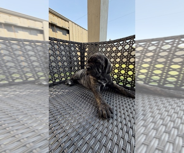 Medium Photo #9 Cane Corso-Mastiff Mix Puppy For Sale in NEW CANEY, TX, USA