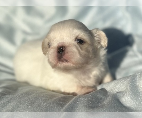 Medium Photo #1 Pekingese Puppy For Sale in MESQUITE, TX, USA