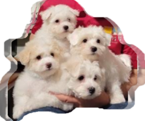 Coton de Tulear-Poochon Mix Puppy for Sale in LOGANVILLE, Georgia USA