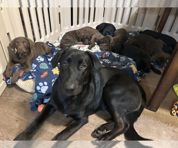 Medium Photo #1 Labrador Retriever Puppy For Sale in Clovis, CA, USA