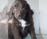 Small Photo #2 Aussiedoodle Puppy For Sale in BROADWAY, VA, USA
