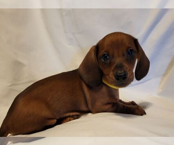 Medium Photo #5 Dachshund Puppy For Sale in KUNA, ID, USA
