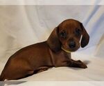 Small #4 Dachshund
