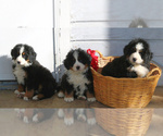 Small Photo #4 Bernese Mountain Dog Puppy For Sale in ELIZABETHTOWN, PA, USA