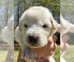 Small #5 Great Pyrenees