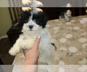 Havashu Puppy for sale in THAYER, KS, USA