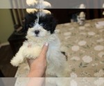 Image preview for Ad Listing. Nickname: Daffodill Sweet