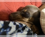 Small Photo #4 Dachshund Puppy For Sale in SANTA CLARITA, CA, USA
