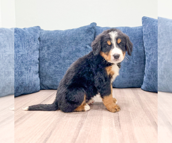Medium Photo #3 Bernese Mountain Dog Puppy For Sale in DUNDEE, OH, USA