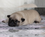 Small Photo #51 Pug Puppy For Sale in WINNSBORO, TX, USA