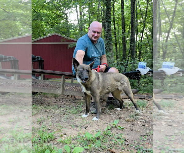 Medium Photo #2 Mutt Puppy For Sale in Shelburne, VT, USA