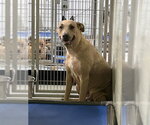 Small Labrador Retriever Mix