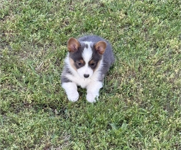 Medium Photo #4 American Corgi Puppy For Sale in PRYOR, OK, USA