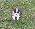Small #3 American Corgi