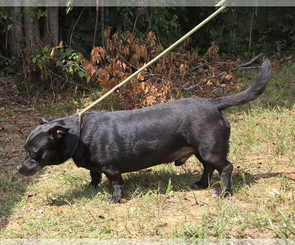 Medium Photo #2 Basset Hound-Unknown Mix Puppy For Sale in Jackson, MS, USA