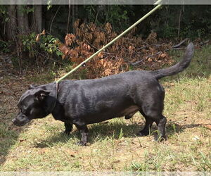 Buddy Green - Male Basset Hound-Unknown Mix Dog for Adoption - Photo #2