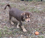 Small Photo #3 Labrador Retriever-Unknown Mix Puppy For Sale in Des Moines, IA, USA