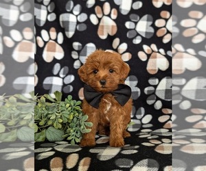 Maltipoo Puppy for sale in LINCOLN UNIV, PA, USA