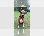 Small Boxer