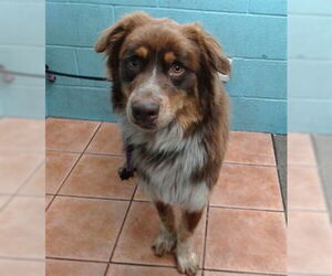 Border Collie Dogs for adoption in Downey, CA, USA
