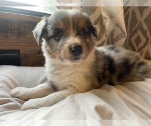Australian Shepherd Puppy for sale in DRUMMONDS, TN, USA