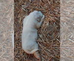 Small Photo #4 Great Pyrenees Puppy For Sale in BEE SPRING, KY, USA
