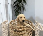 Small Photo #1 Golden Retriever Puppy For Sale in DINUBA, CA, USA